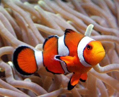 Clownfish are a bony fish with a backbone