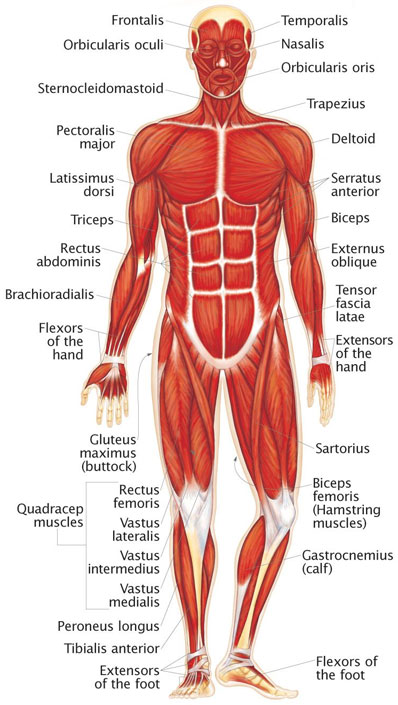 The human muscular system