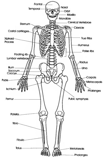 The human skeletal system