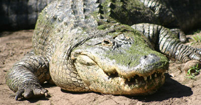 The American alligator