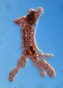 An amoeba cell