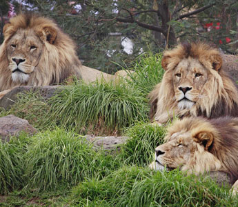 A group of lions