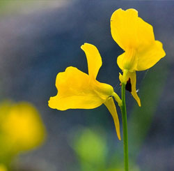 Bladderwort