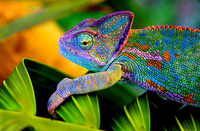 A chameleon