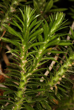 Shining club moss