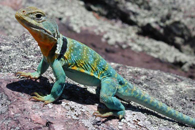 A collared lizard