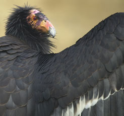 A condor