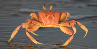 A crab is a crustacean