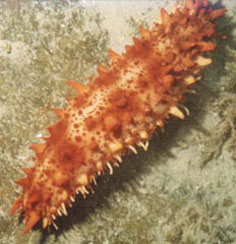 A holothurian also known as a sea cucumber