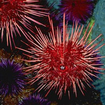 A sea urchin