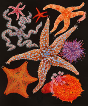 A collection of echinoderms