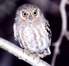 An elf owl