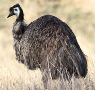 An emu