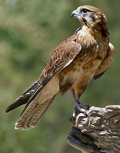 A falcon