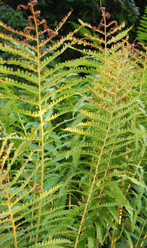 Cinnamon ferns