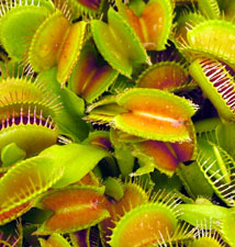 Venus fly-trap