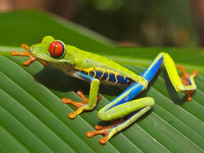 A red-eyed tree frog