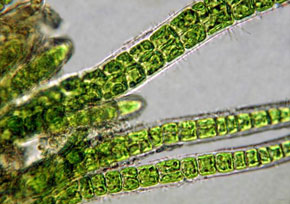 Green algae under the microscope