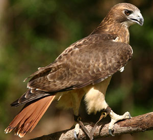 Red-tailed hawk