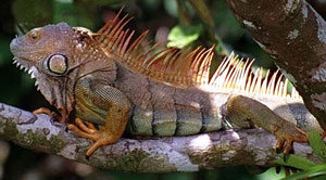 A tree iguana