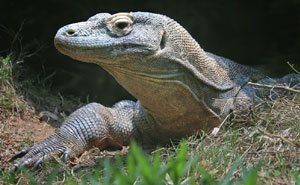 The Komodo dragon