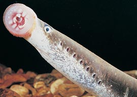 A lamprey