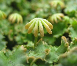 Umbrella Liverworts