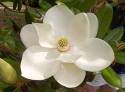 Magnolia