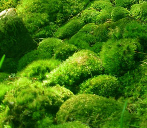 Mosses