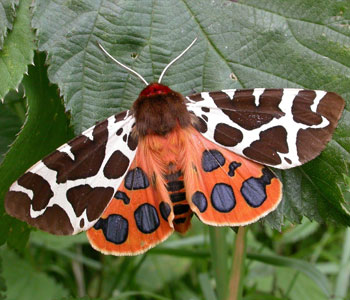 A tiger moth