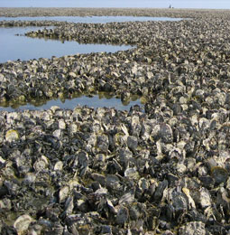 An oyster reef