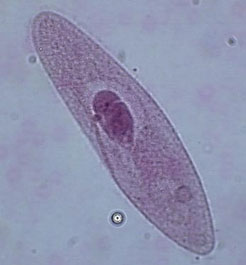 A paramecium cell