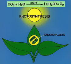 Photosynthesis