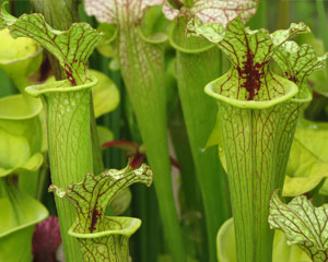 The giant plant trap can catch insects and small rodents in its pitcher shaped sack