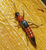 A rove beetle