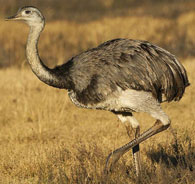 A rhea