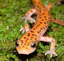 A salamander