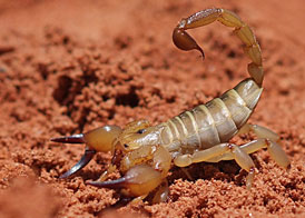 Urodacus yaschenkoi, a 'Desert Scorpion' is a South Australian species