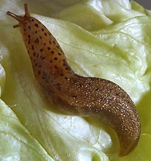 A slug