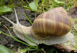 A snail