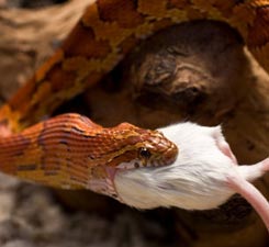 A snake eating a mouse