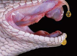 The venom of a snake