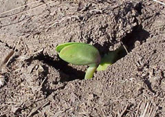 Cotyledons is shown above soil - the root below will extract nutrients