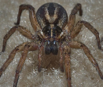 A wolf spider