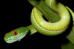 A ruby-eyed pit viper, which lives in forests near Ho Chi Minh City and across the low hills of Southern Vietnam and Eastern Cambodia's Langbian Plateau