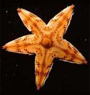 A starfish