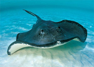 A stingray