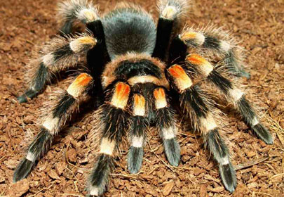 A tarantula