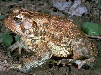 The American toad