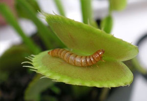 An insect getting trapped inside a carnivorous plant